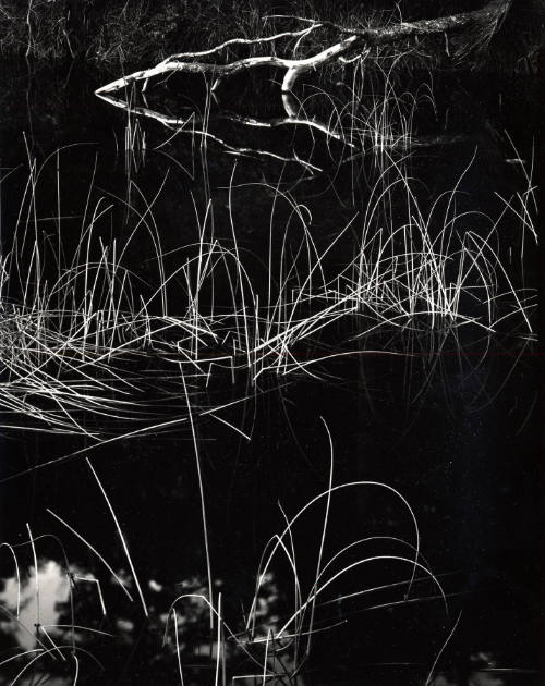 [reeds, water]