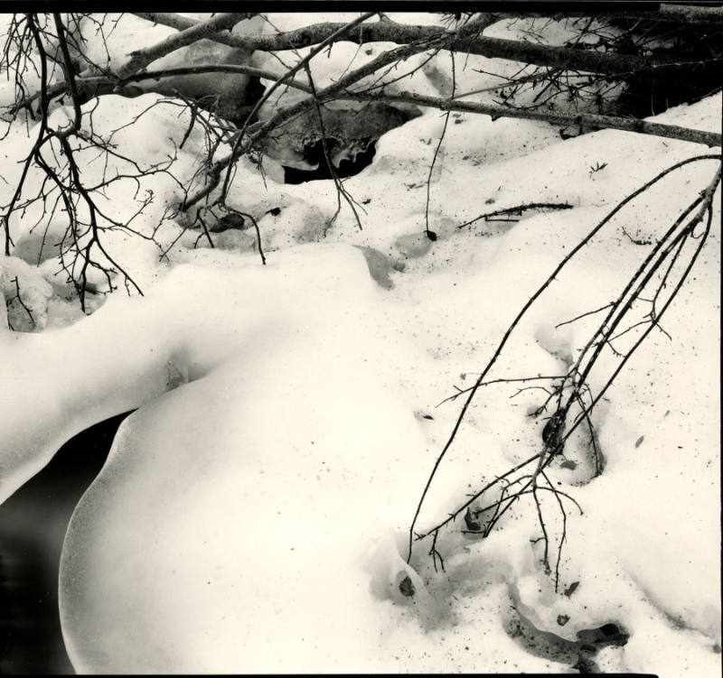 [branches and snow, High Sierra, California]