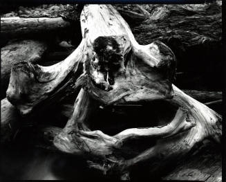 [driftwood and sand, Oregon]