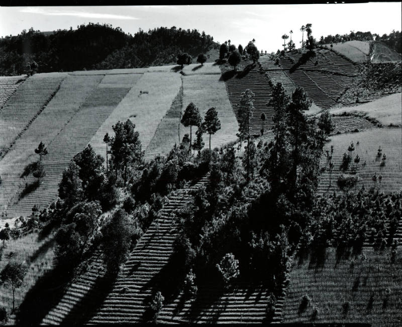 [terraced fields, Mexico]