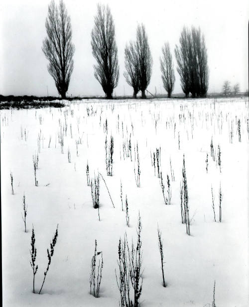 [snow and trees, Mono Lake, California]