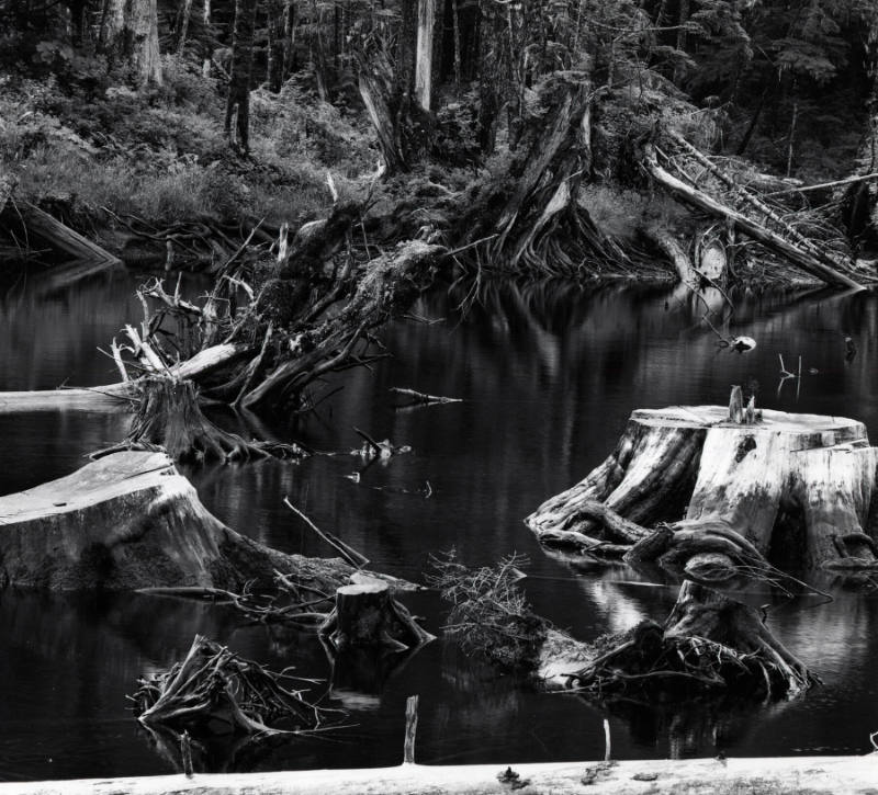 [water and tree, High Sierra, California]