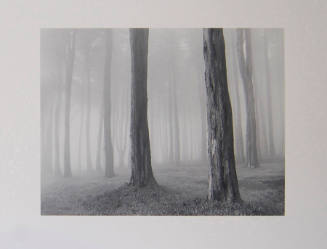 Trees and Fog, San Francisco, California