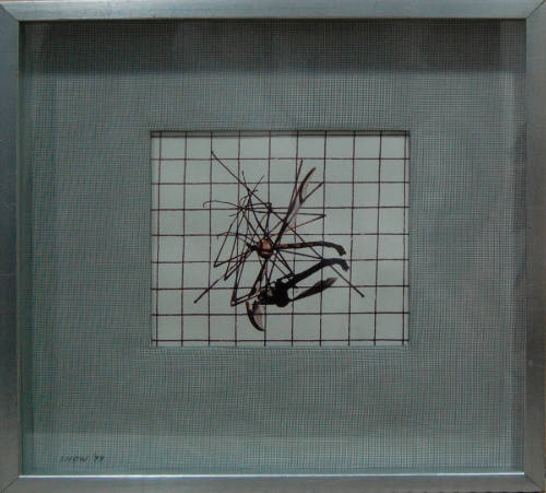 Insect Shadow Drawing Photograph