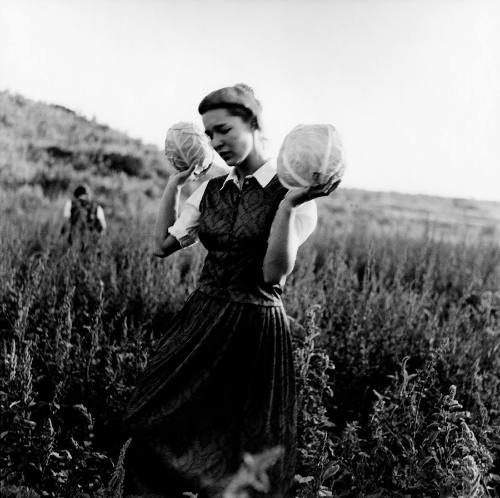 Carol with Cabbages, Lamona colony, Washington