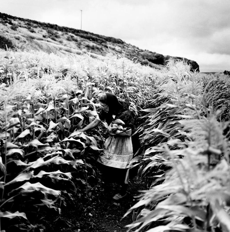 Rebecca Walter Harvesting Corn, Lamona colony, Washington