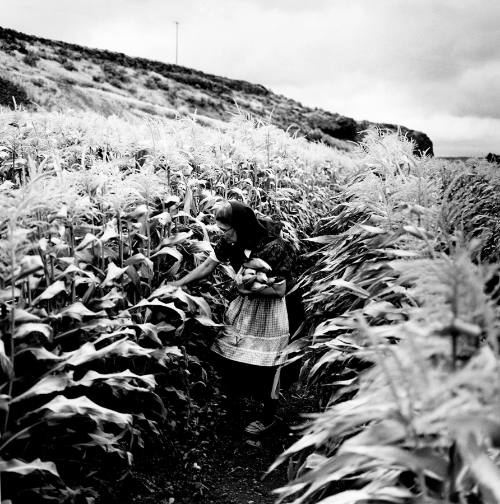 Rebecca Walter Harvesting Corn, Lamona colony, Washington