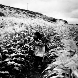 Rebecca Walter Harvesting Corn, Lamona colony, Washington