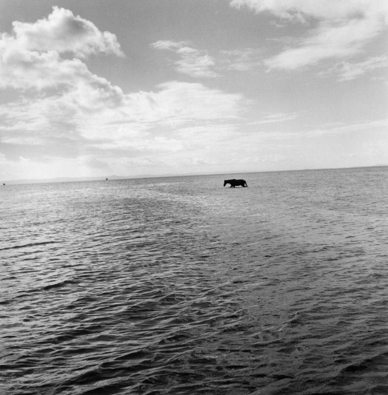 Black Horse, All Saints Bay, Itaparica, Brazil