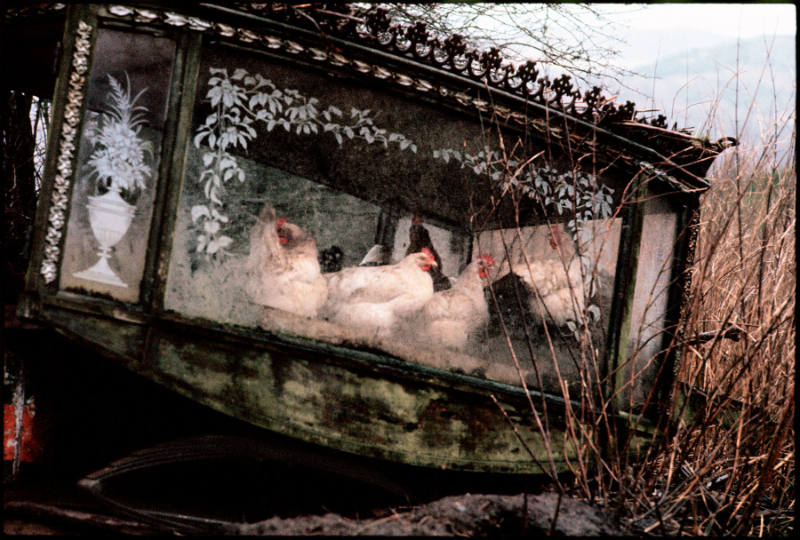 Hens in a Hearse, Mayo