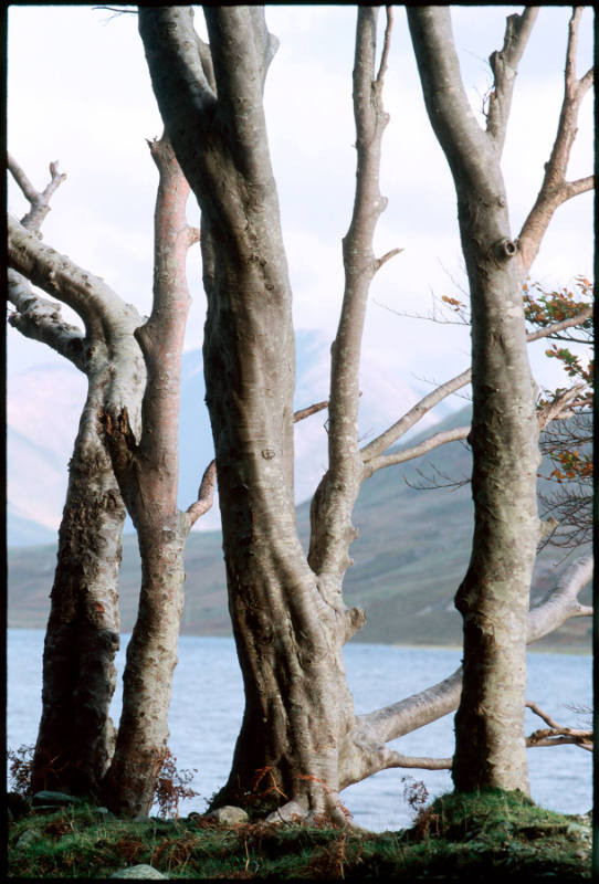 Bare Trees, Mayo