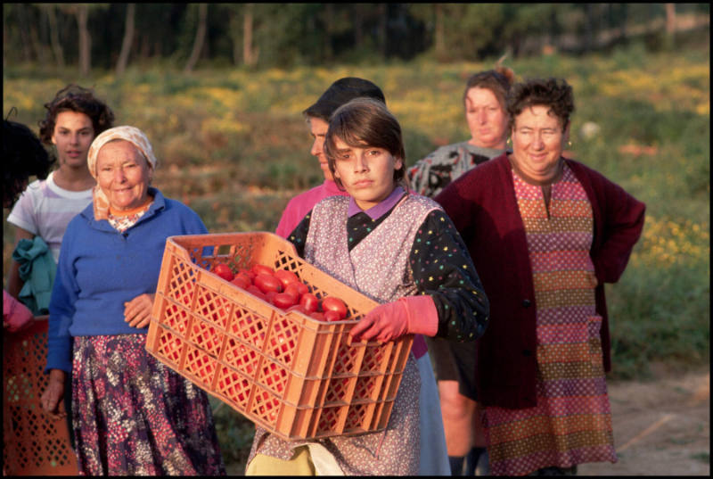 Portuguese tomato harvest, Portugal