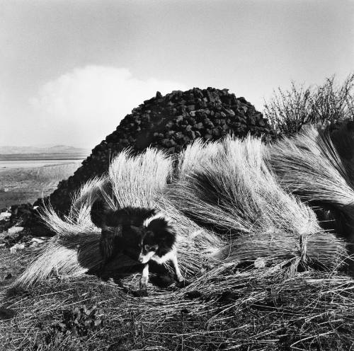 Sheepdog and Turf, Bloody Foreland, Donegal