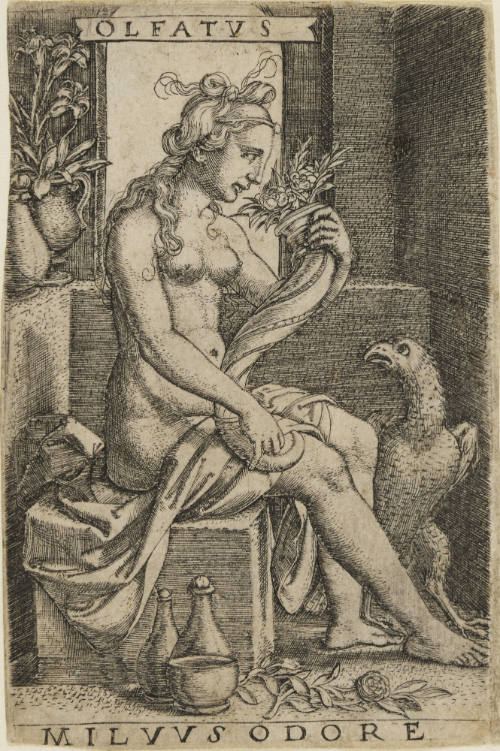 Smell (Olfatus)