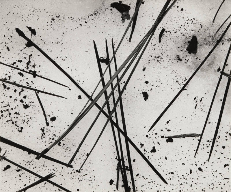 [pine needles and snow]