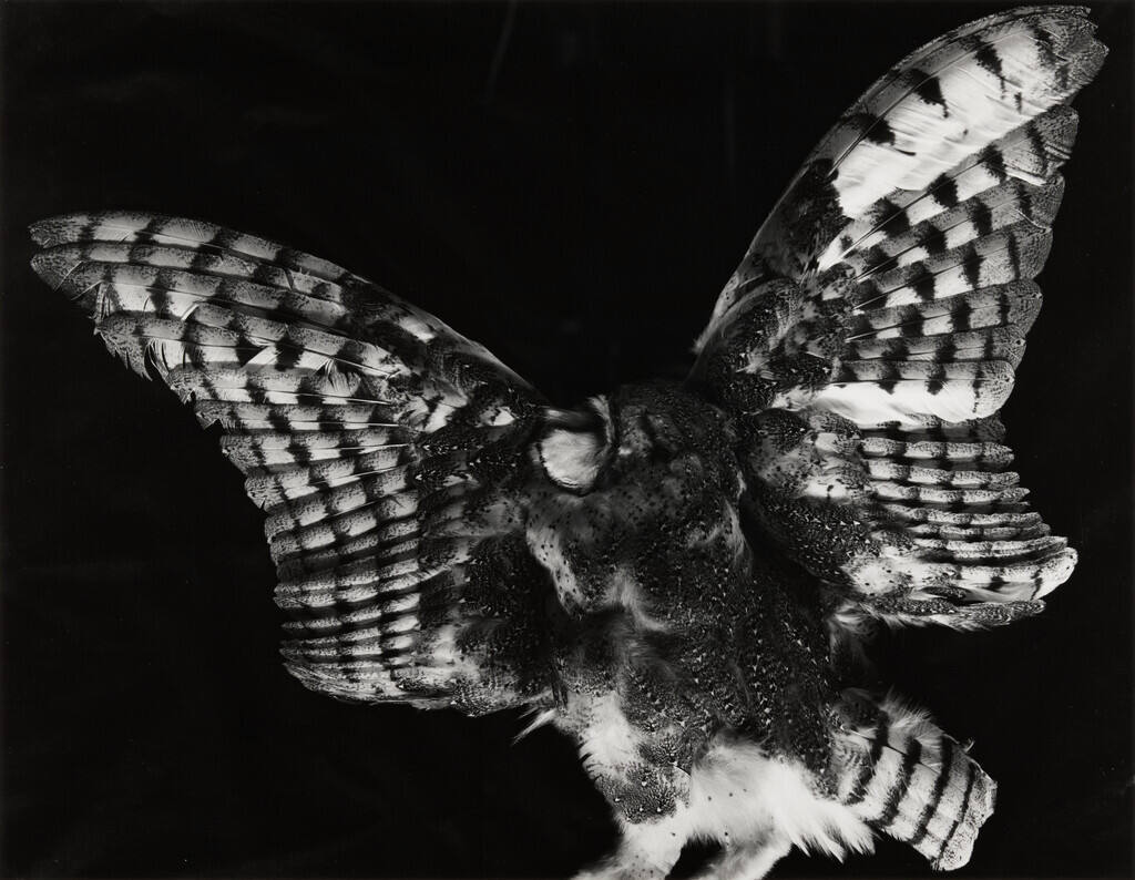 [dead bird]