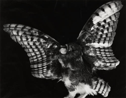 [dead bird]