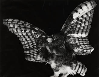 [dead bird]