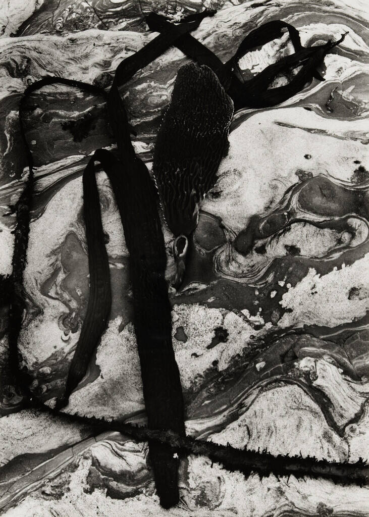 [kelp and rock]