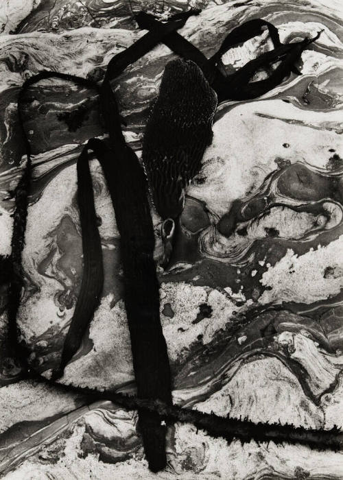 [kelp and rock]