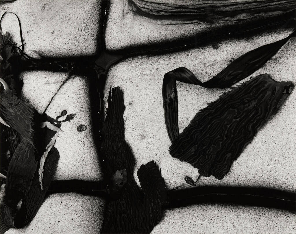 [kelp and rock]