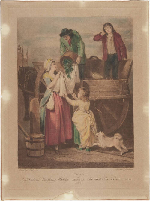 Fresh Gathered Peas Young Hastings
