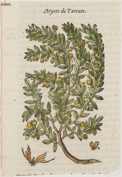 Myrte de Tarente