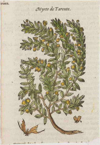 Myrte de Tarente