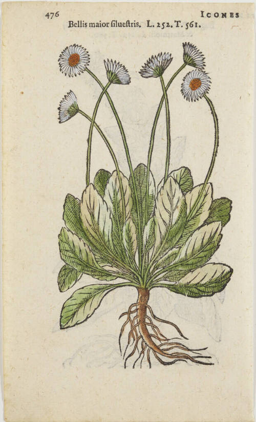 Bellis major silvestris