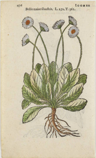 Bellis major silvestris