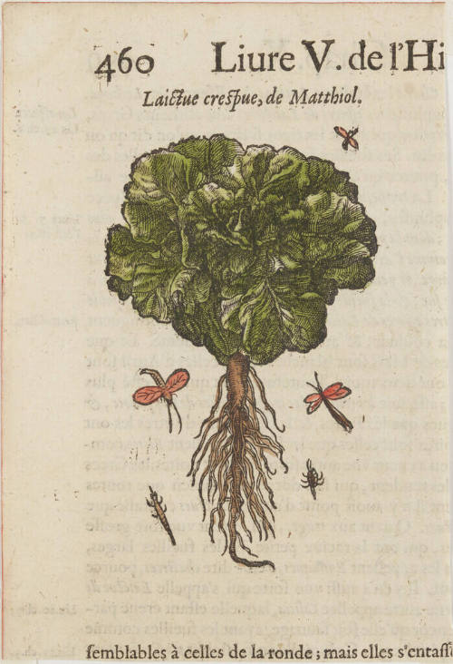 Laictue crespue, de Matthiol