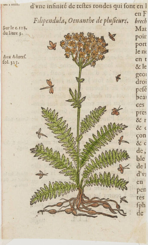 Filipendula, Oenanthe de plusieurs