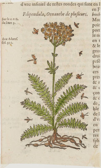 Filipendula, Oenanthe de plusieurs