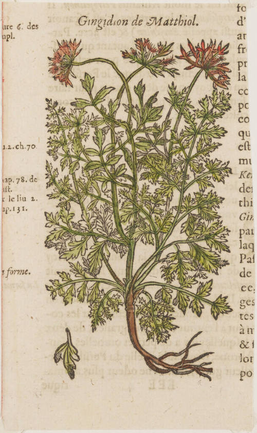 Gingidion de Matthiol