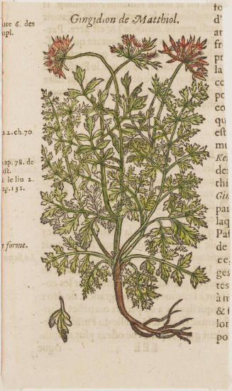 Gingidion de Matthiol