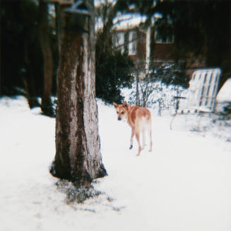 Dog in Snow