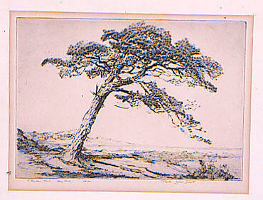 Florida Pine