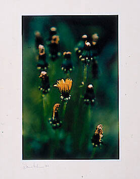 Dandelion Ballet
