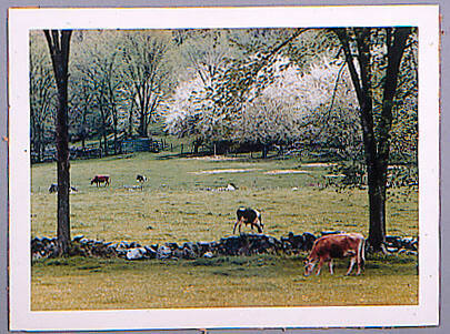 Cows and Blossoms