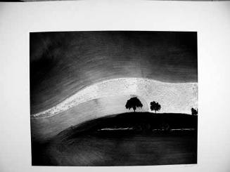 Two Trees on Hill with Shadows, Paso Robles, California