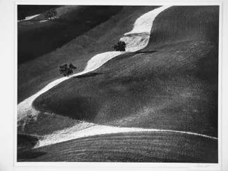 Four Trees on Plowed Hills, Paso Robles, California