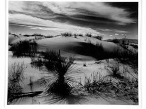 [landscape view of dunes and vegetation]