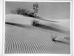 [vegetation on dunes]