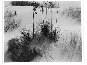 [grasses on dunes]