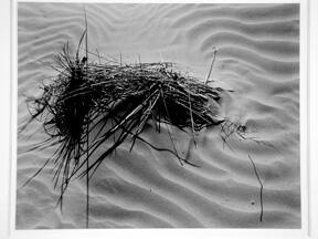 [detail of grass on dunes]