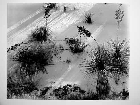 [White Sands, New Mexico]