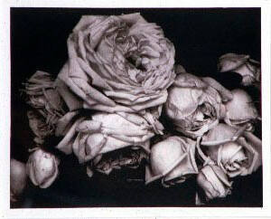 Heavy Roses, Voulangis, France