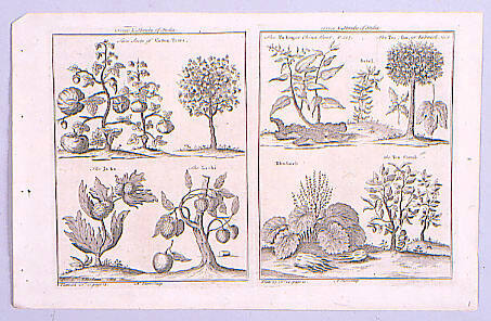 Trees and Shrubs of India
