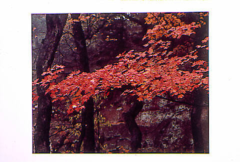 Maple Foliage Reveals a Seasonal Change in Red Rock Canyon near Hinton