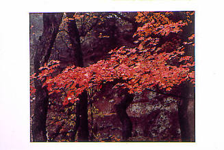 Maple Foliage Reveals a Seasonal Change in Red Rock Canyon near Hinton